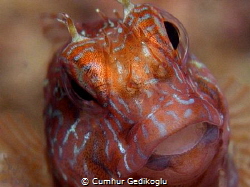 Parablennius marmoreus
PORTRAIT by Cumhur Gedikoglu 